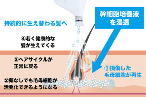 ヒトサイタイ血幹細胞順化培養液