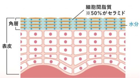 醤潤セラミド