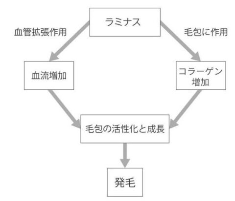 サポート成分 作用