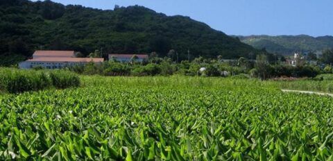 沖縄県産原料